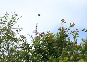 Black Hairstreak excursion over blackthorn scrub - David Newland