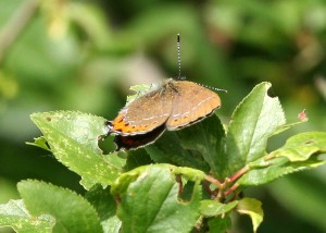 The only butterfly that settled at low level - David Newland