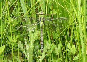 An Emperor dragonfly provided a diversion - David Newland
