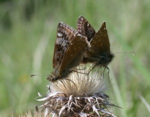 Dingy Skippers - Vince Lea