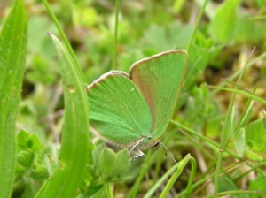 Green Hairstreak - Richard Bigg