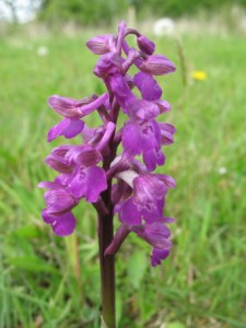 Green-winged Orchid - Tony Moverley