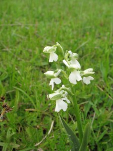 Green-winged Orchid - Tony Moverley