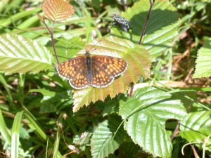 Heath Fritillary at Thrift Wood - Vince Lea