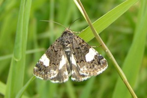 Four-spotted - Sharon Hearle
