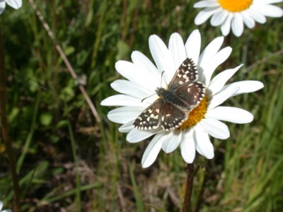 Cambridgeshire and Essex Branch of Butterfly Conservati