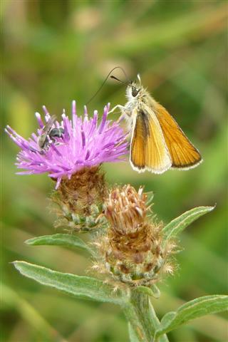 essex skipper barnack hills holes 2nd august 2010 peter