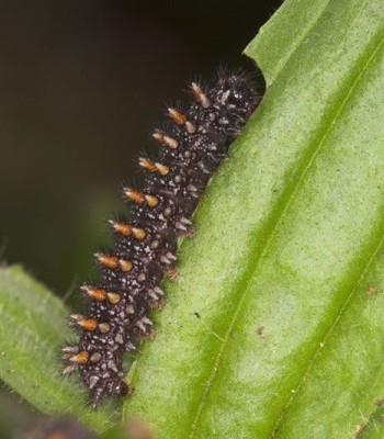 Heath Fritillary Larva - Peter Eeles