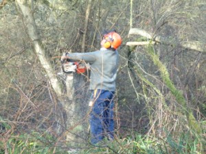 Brampton Wood - Tony Moverley