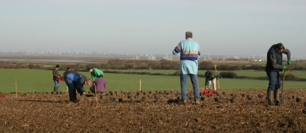 All three operations on the go; Positioning the pots, digging the holes and planting - Alan Roscoe