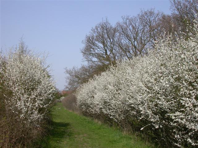 click to enlarge