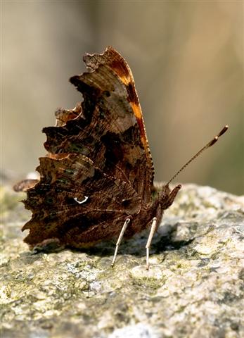 click to enlarge