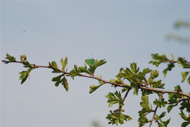 click to enlarge