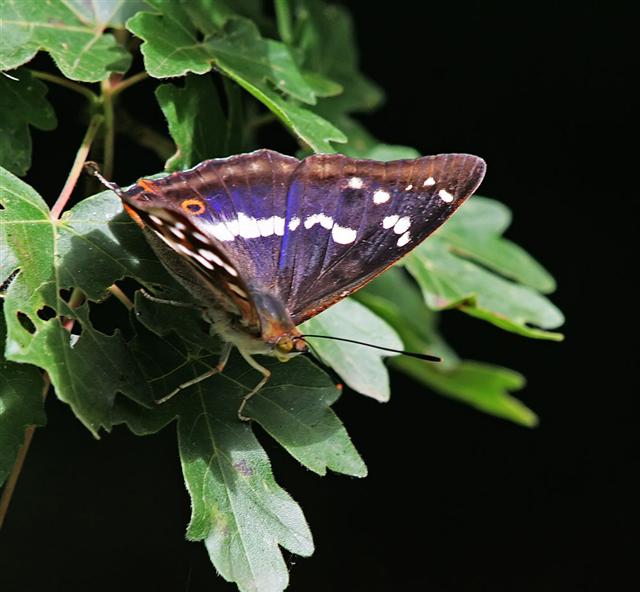 click to enlarge