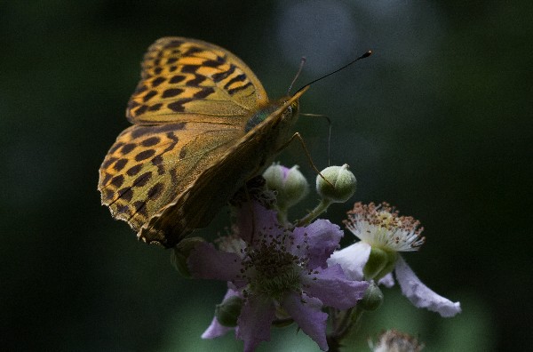 click to enlarge