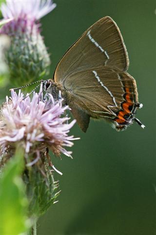 click to enlarge