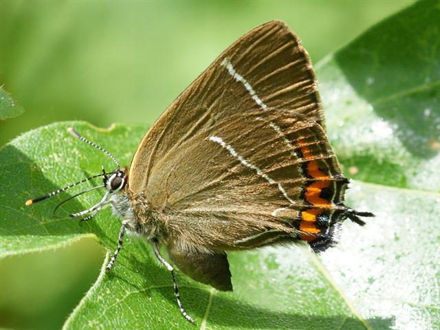 click to enlarge