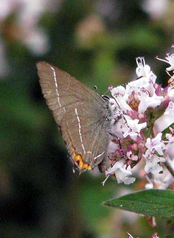 click to enlarge