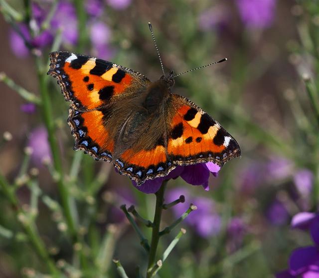 Cambridgeshire and Essex Branch of Butterfly Conservation - Members ...
