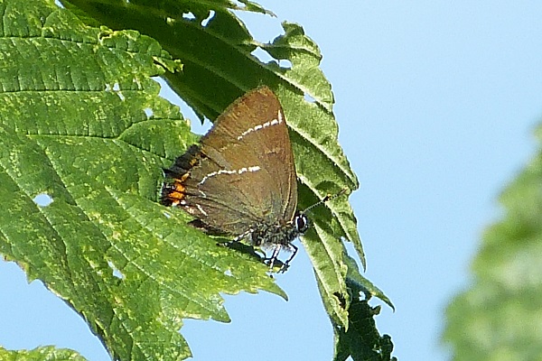 click to enlarge